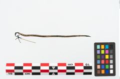 Foto von Bronzerollenkopfnadel (NHMW-PRAE-025497)